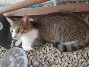 Gato raça SRD-ViraLata idade 7 a 11 meses nome Feliciano