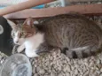 Feliciano