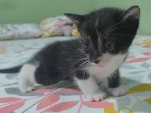 Gato raça SRD-ViraLata idade Abaixo de 2 meses nome Sem nome