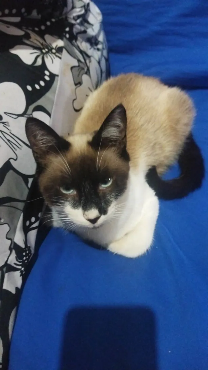 Gato ra a Exótico idade 2 a 6 meses nome Princeso