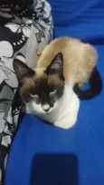 Princeso