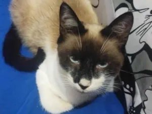 Gato raça Exótico idade 2 a 6 meses nome Princeso