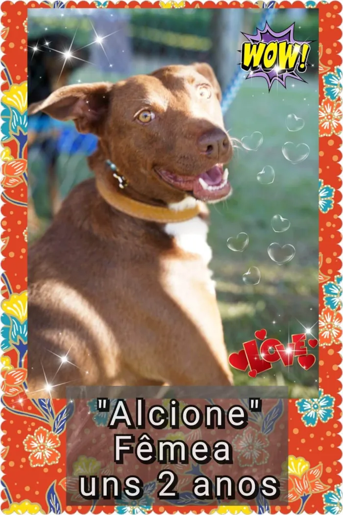 Cachorro ra a SRD-ViraLata idade 3 anos nome Alcione