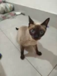 Ninha
