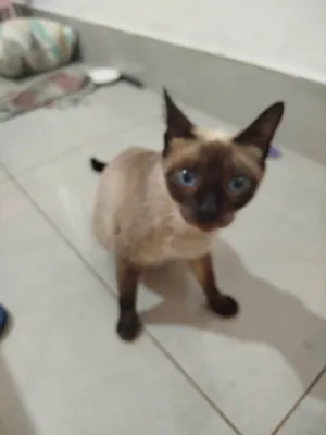 Gato raça Siamês idade 7 a 11 meses nome Ninha