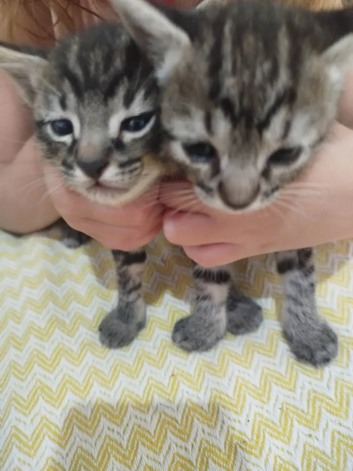 Gato ra a SRD-ViraLata idade Abaixo de 2 meses nome Sem nome