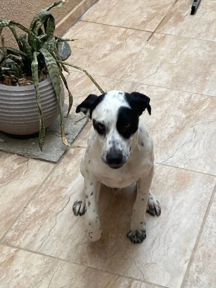 Cachorro ra a SRD-ViraLata idade 1 ano nome Zeus