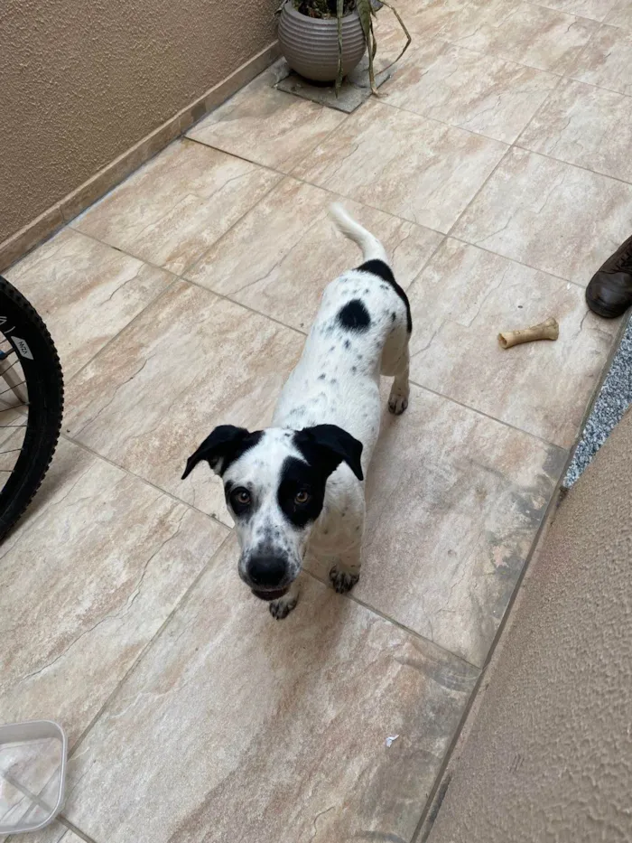 Cachorro ra a SRD-ViraLata idade 1 ano nome Zeus