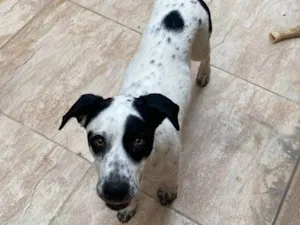 Cachorro raça SRD-ViraLata idade 1 ano nome Zeus