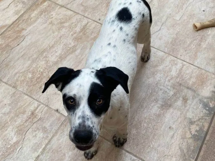 Cachorro ra a SRD-ViraLata idade 1 ano nome Zeus