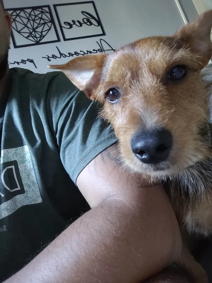 Cachorro ra a SRD-ViraLata idade 1 ano nome Tokinho