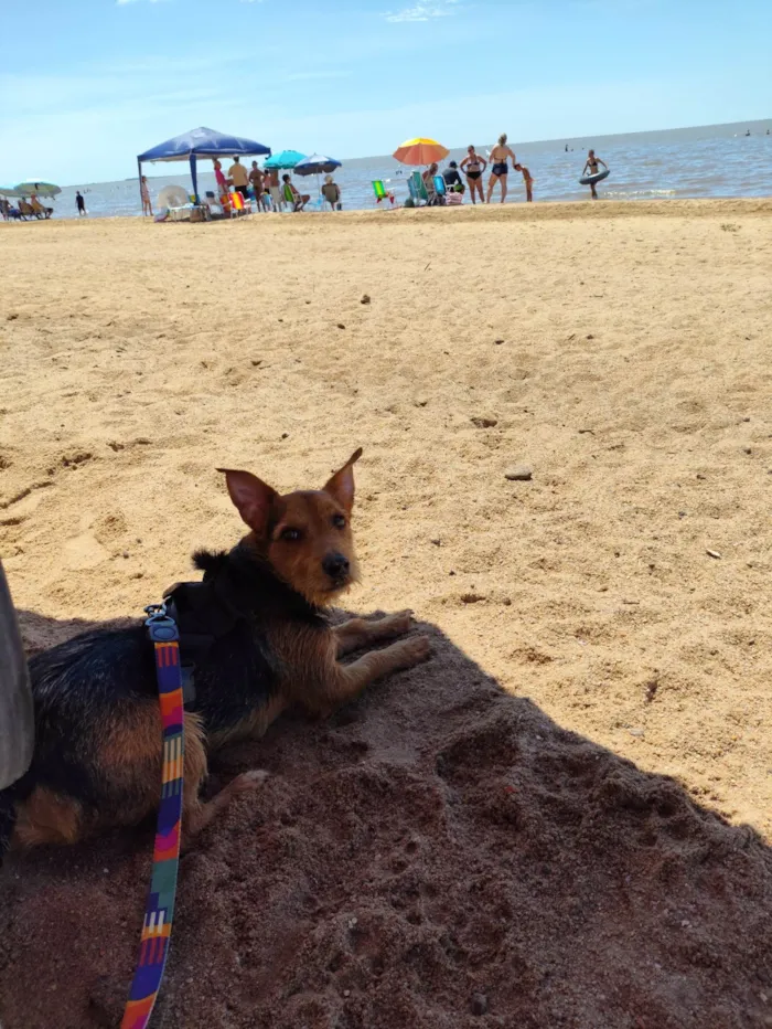 Cachorro ra a SRD-ViraLata idade 1 ano nome Tokinho
