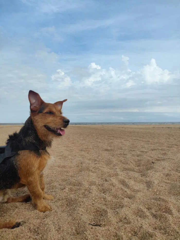 Cachorro ra a SRD-ViraLata idade 1 ano nome Tokinho