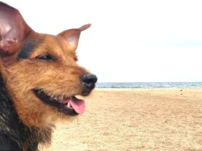 Cachorro raça SRD-ViraLata idade 1 ano nome Tokinho