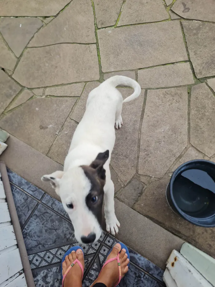 Cachorro ra a Pit-Bull idade 2 a 6 meses nome Pituca