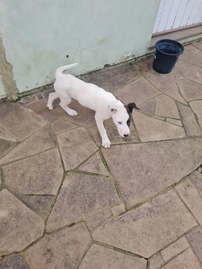 Cachorro ra a Pit-Bull idade 2 a 6 meses nome Pituca