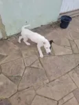 Pituca