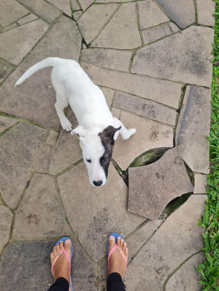 Cachorro ra a Pit-Bull idade 2 a 6 meses nome Pituca