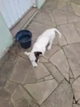Pituca
