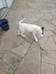 Pituca