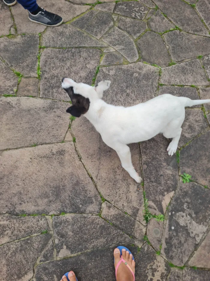 Cachorro ra a Pit-Bull idade 2 a 6 meses nome Pituca
