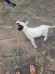 Pituca