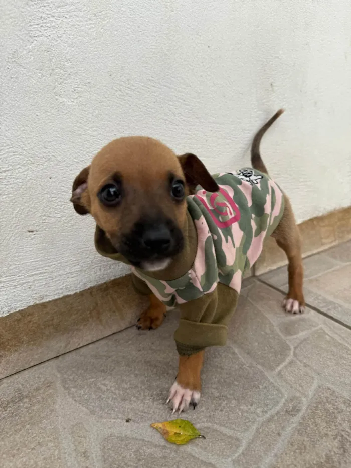 Cachorro ra a SRD-ViraLata idade Abaixo de 2 meses nome Mini
