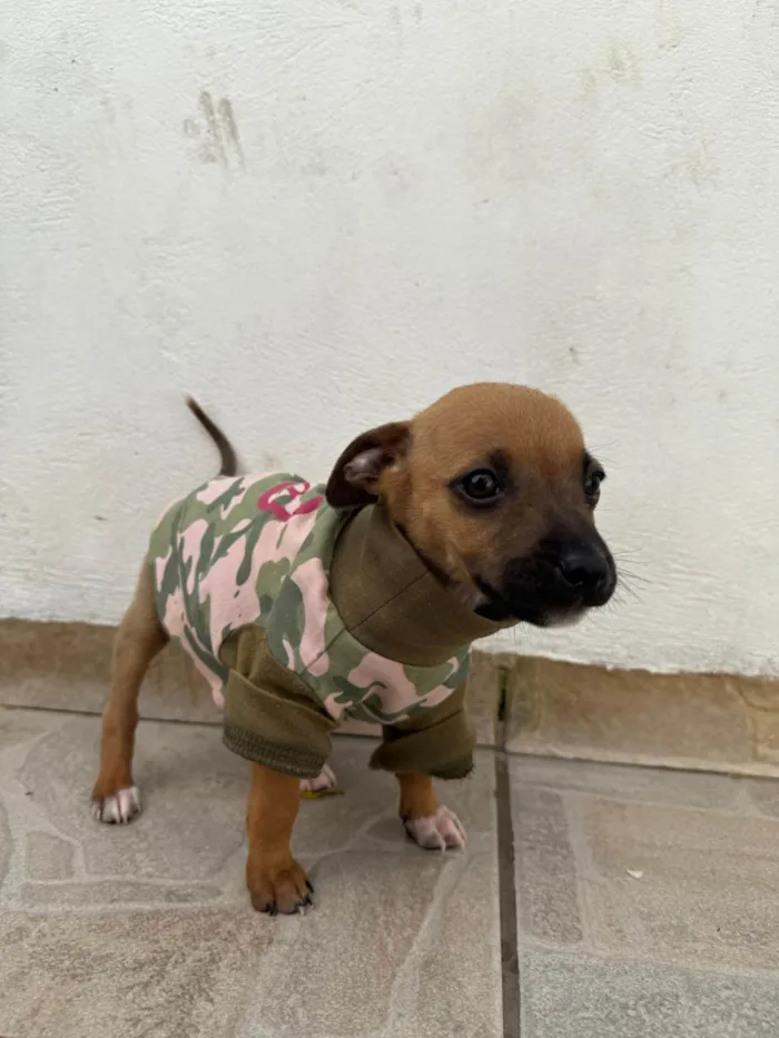 Cachorro ra a SRD-ViraLata idade Abaixo de 2 meses nome Mini