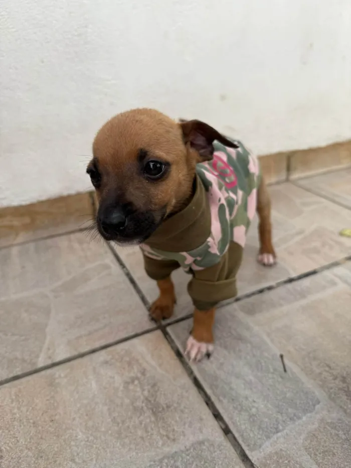Cachorro ra a SRD-ViraLata idade Abaixo de 2 meses nome Mini