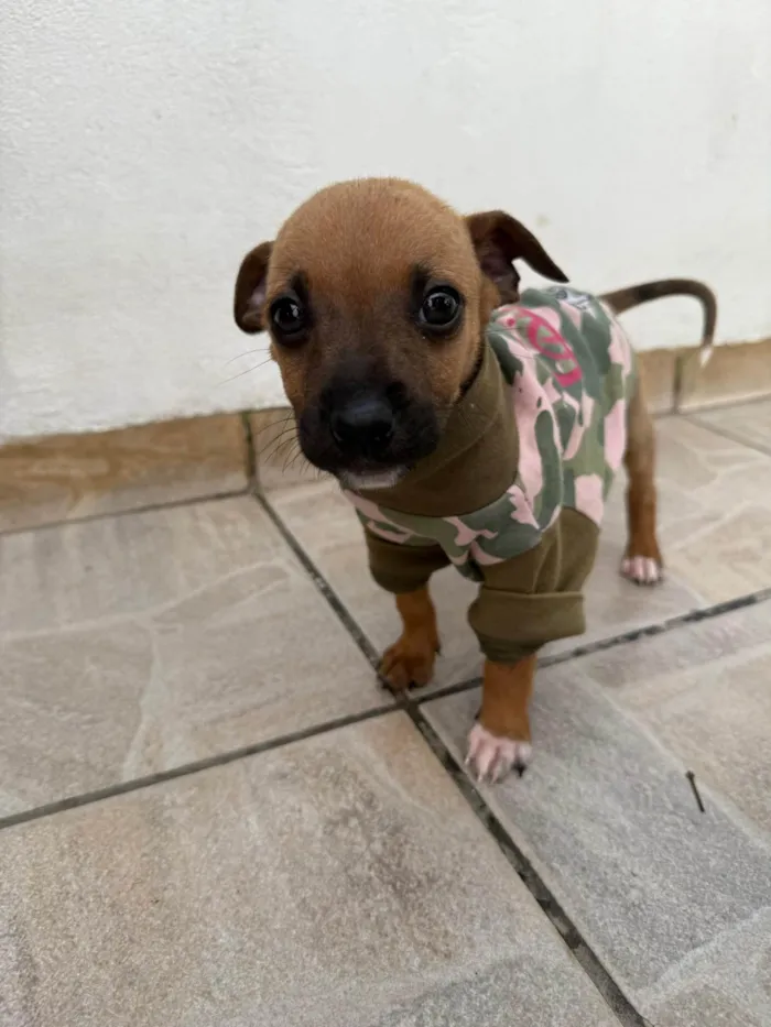Cachorro ra a SRD-ViraLata idade Abaixo de 2 meses nome Mini