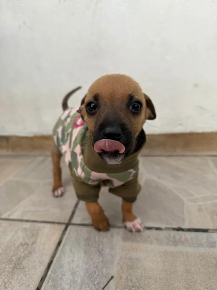 Cachorro ra a SRD-ViraLata idade Abaixo de 2 meses nome Mini