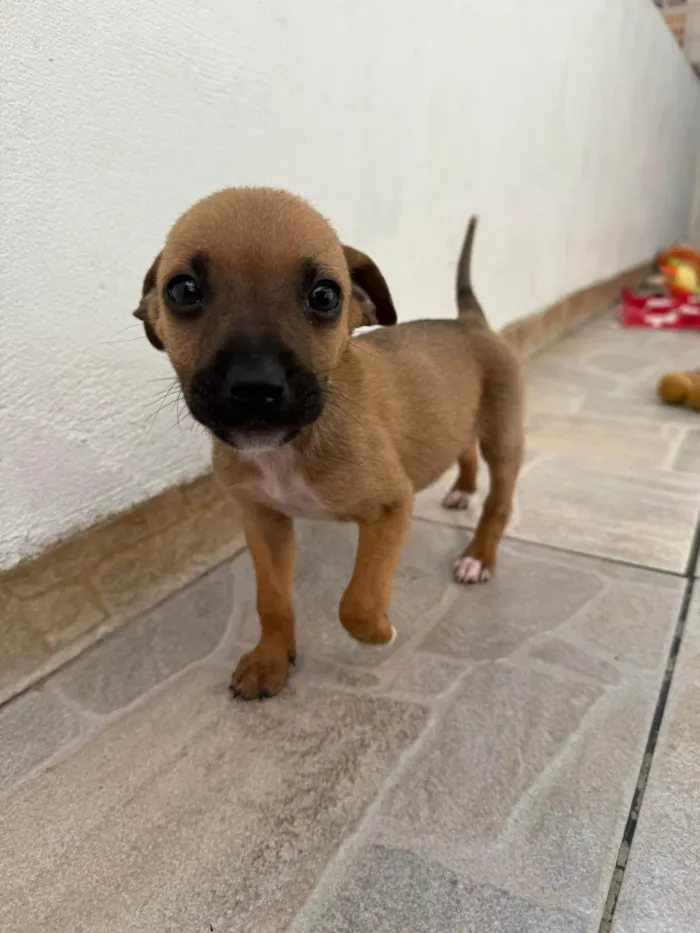 Cachorro ra a SRD-ViraLata idade Abaixo de 2 meses nome Mini