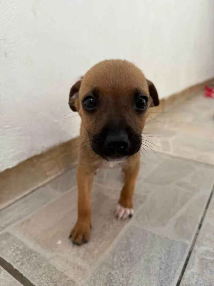 Cachorro ra a SRD-ViraLata idade Abaixo de 2 meses nome Mini