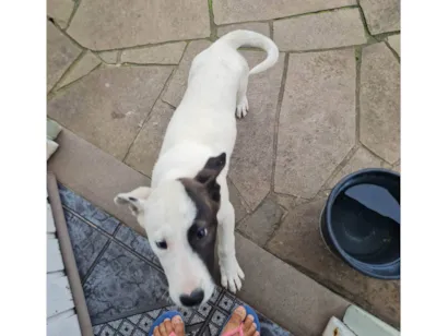 Cachorro raça Pit-Bull idade 2 a 6 meses nome Pituca