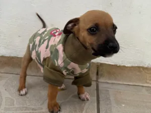 Cachorro raça SRD-ViraLata idade Abaixo de 2 meses nome Mini