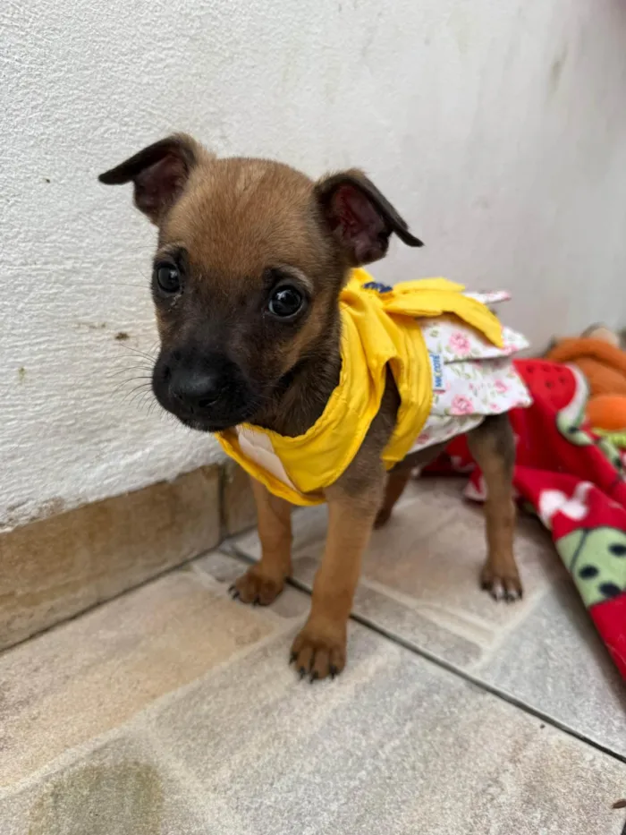 Cachorro ra a SRD-ViraLata idade Abaixo de 2 meses nome Mila
