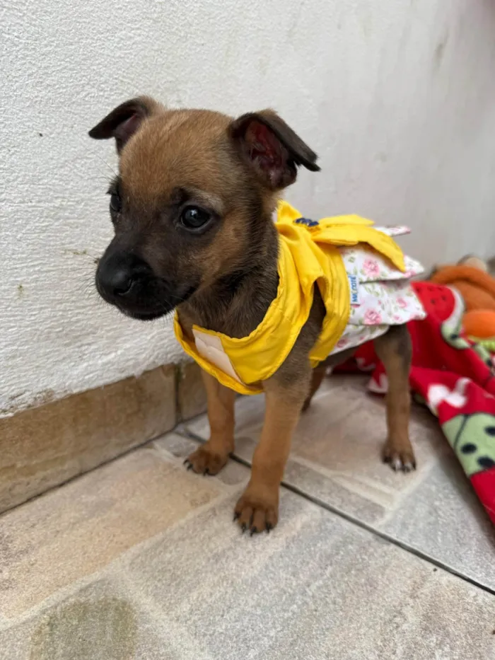 Cachorro ra a SRD-ViraLata idade Abaixo de 2 meses nome Mila