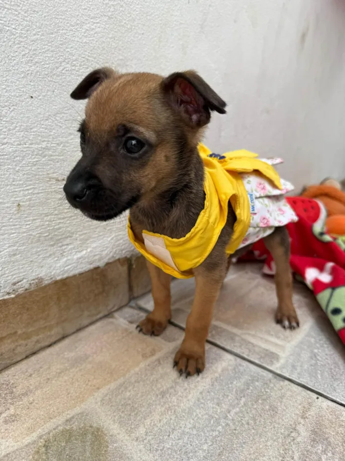 Cachorro ra a SRD-ViraLata idade Abaixo de 2 meses nome Mila