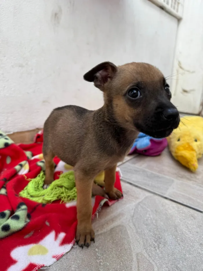 Cachorro ra a SRD-ViraLata idade Abaixo de 2 meses nome Mila