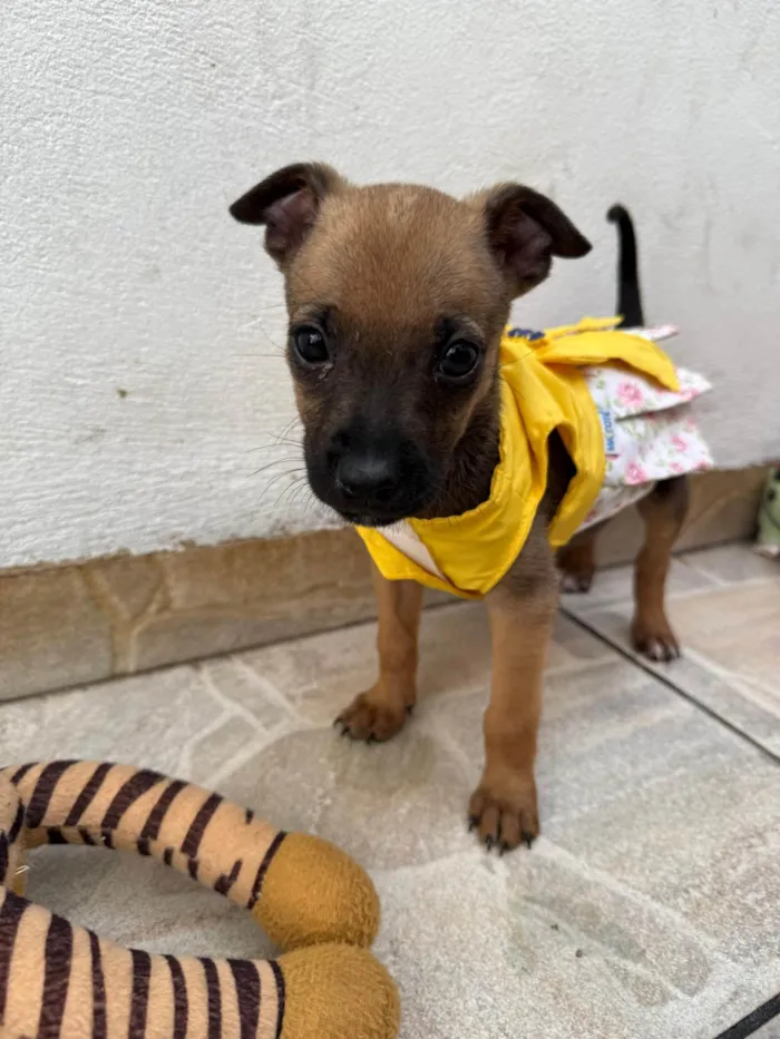 Cachorro ra a SRD-ViraLata idade Abaixo de 2 meses nome Mila