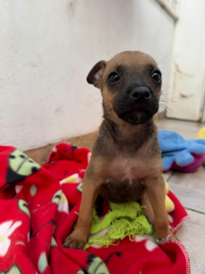 Cachorro ra a SRD-ViraLata idade Abaixo de 2 meses nome Mila