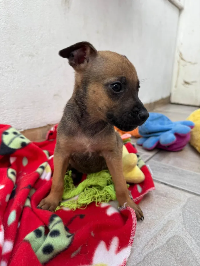 Cachorro ra a SRD-ViraLata idade Abaixo de 2 meses nome Mila