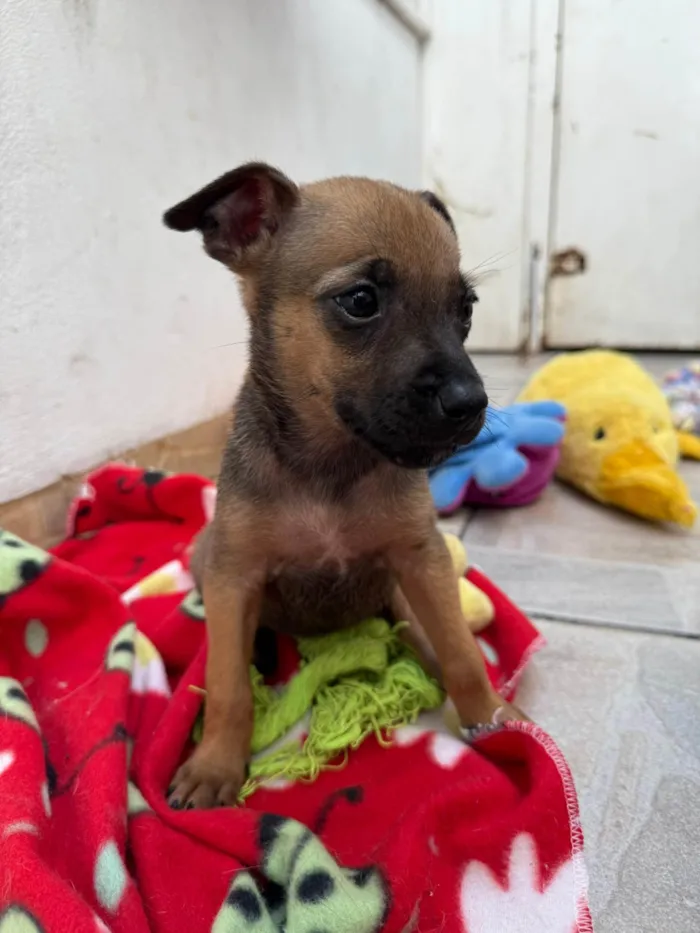 Cachorro ra a SRD-ViraLata idade Abaixo de 2 meses nome Mila