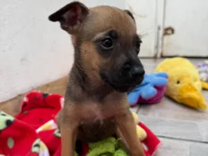 Cachorro raça SRD-ViraLata idade Abaixo de 2 meses nome Mila
