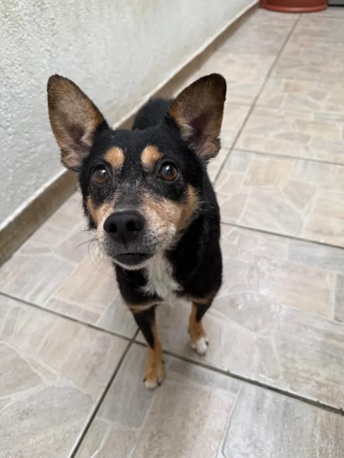 Cachorro ra a SRD-ViraLata idade 6 ou mais anos nome Dory