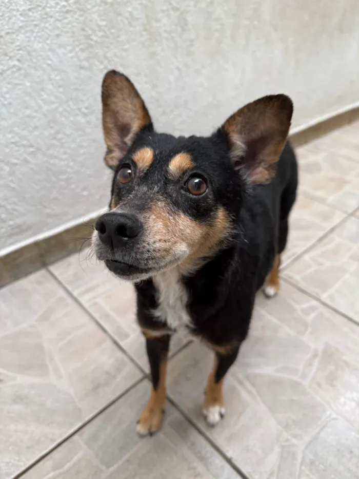Cachorro ra a SRD-ViraLata idade 6 ou mais anos nome Dory