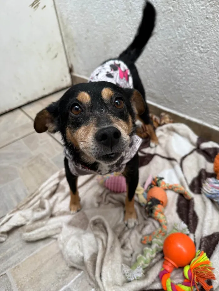 Cachorro ra a SRD-ViraLata idade 6 ou mais anos nome Dory