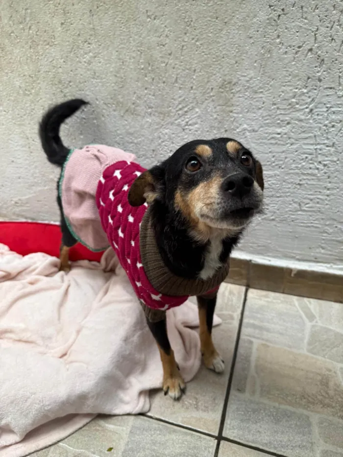 Cachorro ra a SRD-ViraLata idade 6 ou mais anos nome Dory