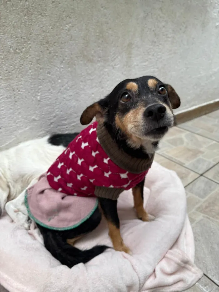 Cachorro ra a SRD-ViraLata idade 6 ou mais anos nome Dory