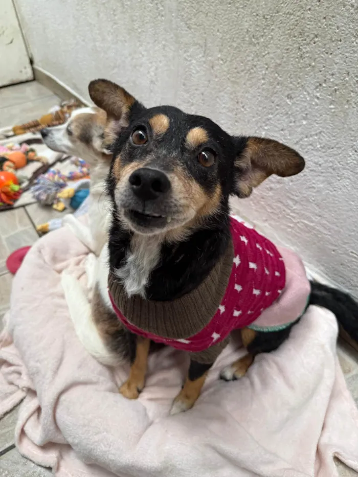 Cachorro ra a SRD-ViraLata idade 6 ou mais anos nome Dory